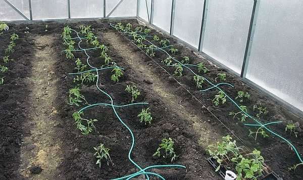 Как изготовить капельный полив для огорода собственноручно