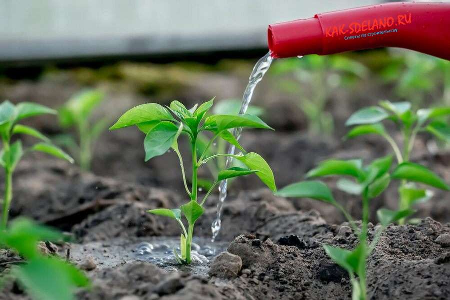 Как правильно поливать рассаду: важные правила для получения здоровых растений